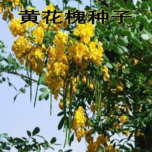 新采刺槐种子 白花刺槐树种子紫穗槐 洋槐 黄花槐种子蜜蜂采蜜槐