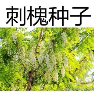 刺槐种子 护坡灌木紫穗槐树种 洋槐胡枝子山毛豆黄花槐猪屎豆种子