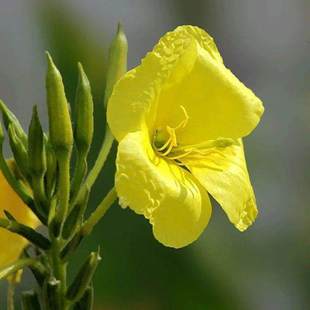 黄花月见草种子待霄草耐旱耐盐碱香味山芝麻野芝麻晚樱草草本植物