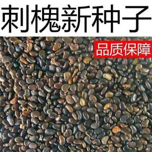 刺槐种子洋槐树种籽食用蜜源固土护坡行道树园林绿化生长快速林木