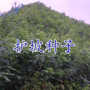 护坡灌木种子胡枝子紫穗槐多花木兰荆条猪屎豆刺槐银合欢护坡种子
