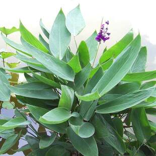 再力花种子水生植物水里河道户外湿地溪边多年生挺水田沼泽地种籽