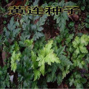 黄连种子黄连苗子材黄莲种子 鸡爪川 黄连种子新种子