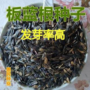 板蓝根种子新大叶青种籽材种籽优质散装药食两用四季种植种子