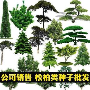 新货黑松湿地松印度雪松马尾松油松五针松罗汉松白皮松树松柏种子