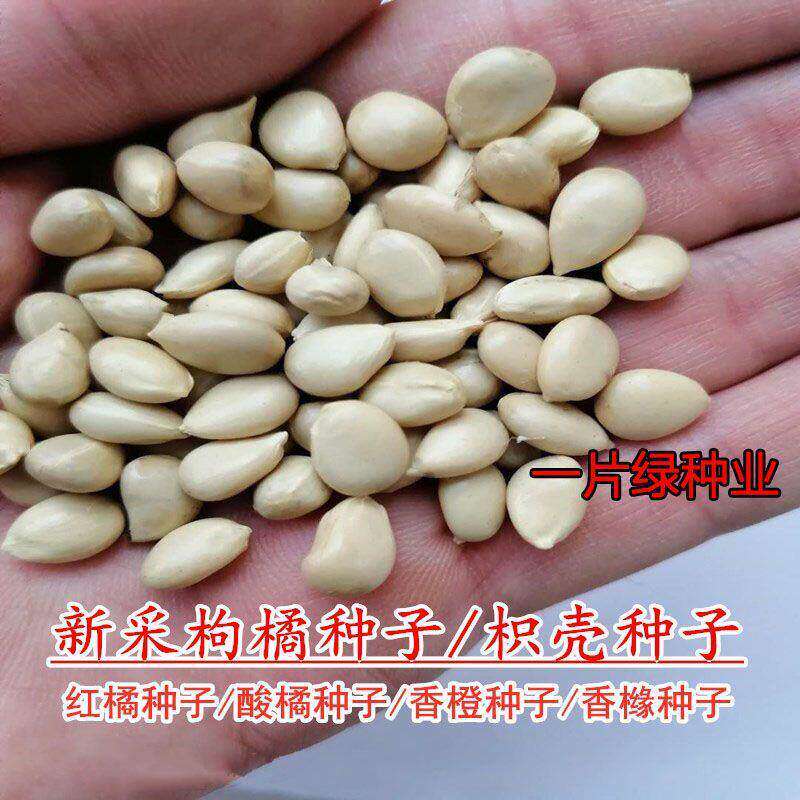 新采枸橘种子枳壳种子香橙红橘种子香橼嫁接砧木树种围墙篱笆种子