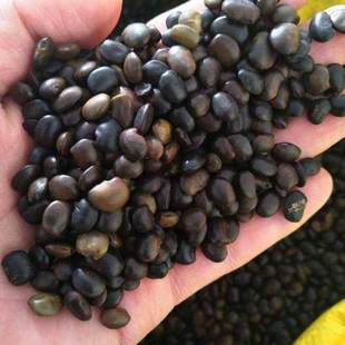 国槐种子刺槐黄花槐紫穗槐籽护坡绿化农户育苗播林木速生国槐树籽