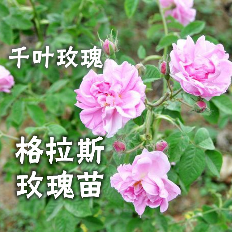 正宗可食用玫瑰花苗法国千叶玫瑰格拉斯玫瑰花苗开阳台庭院盆栽