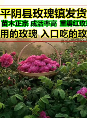 可做花茶 可食用玫瑰苗木 玫瑰苗树木平阴重瓣红玫瑰丰花一号正宗