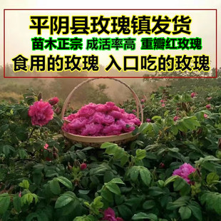 可做花茶 可食用玫瑰苗木 玫瑰苗树木平阴重瓣红玫瑰丰花一号正宗