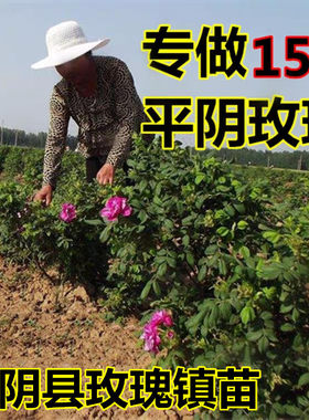 平阴可食用玫瑰山东发当年开花