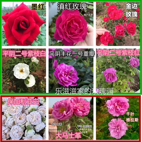 山东平阴县玫瑰食用庭院玫瑰花苗