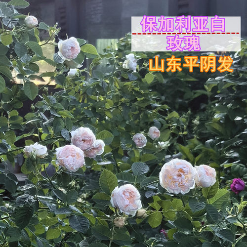 正宗白色玫瑰花苗保加利亚玫瑰