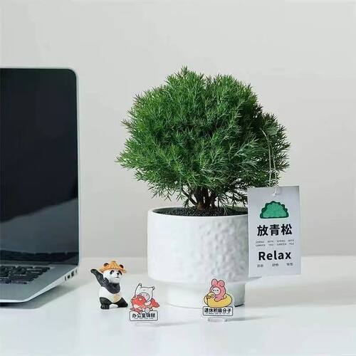 雾凇盆栽客厅办公室桌面绿植小盆景美化空气四季常青易养活放青松