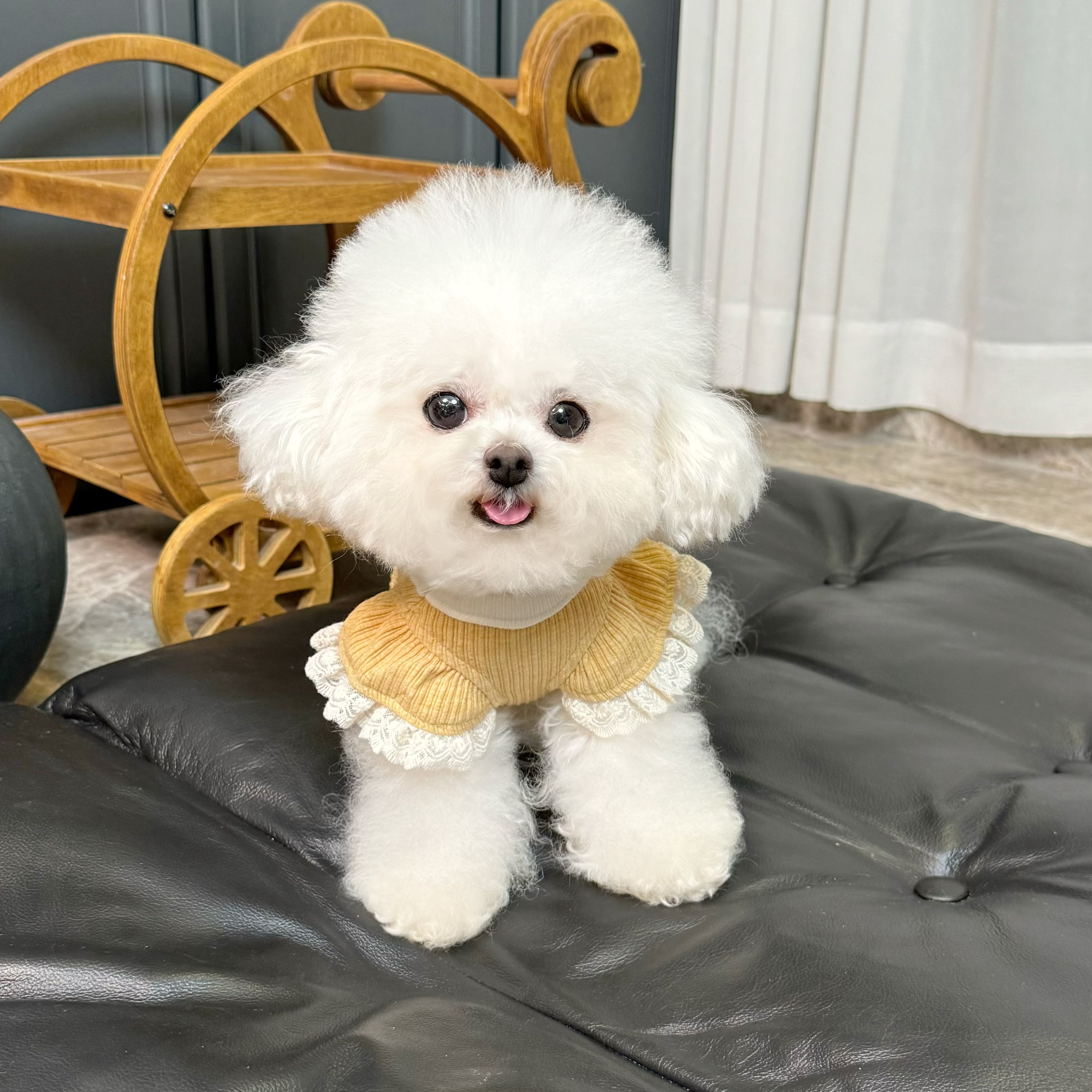 五只小白熊 宠物衣服秋冬新款弹力全包护肚衣狗狗猫咪保暖四脚裤图片