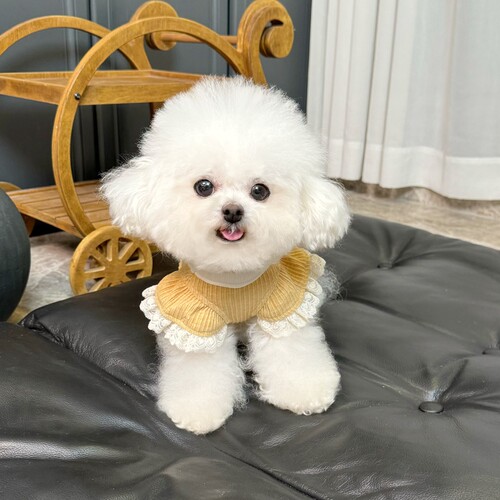 五只小白熊 宠物衣服秋冬新款弹力全包护肚衣狗狗猫咪保暖四脚裤