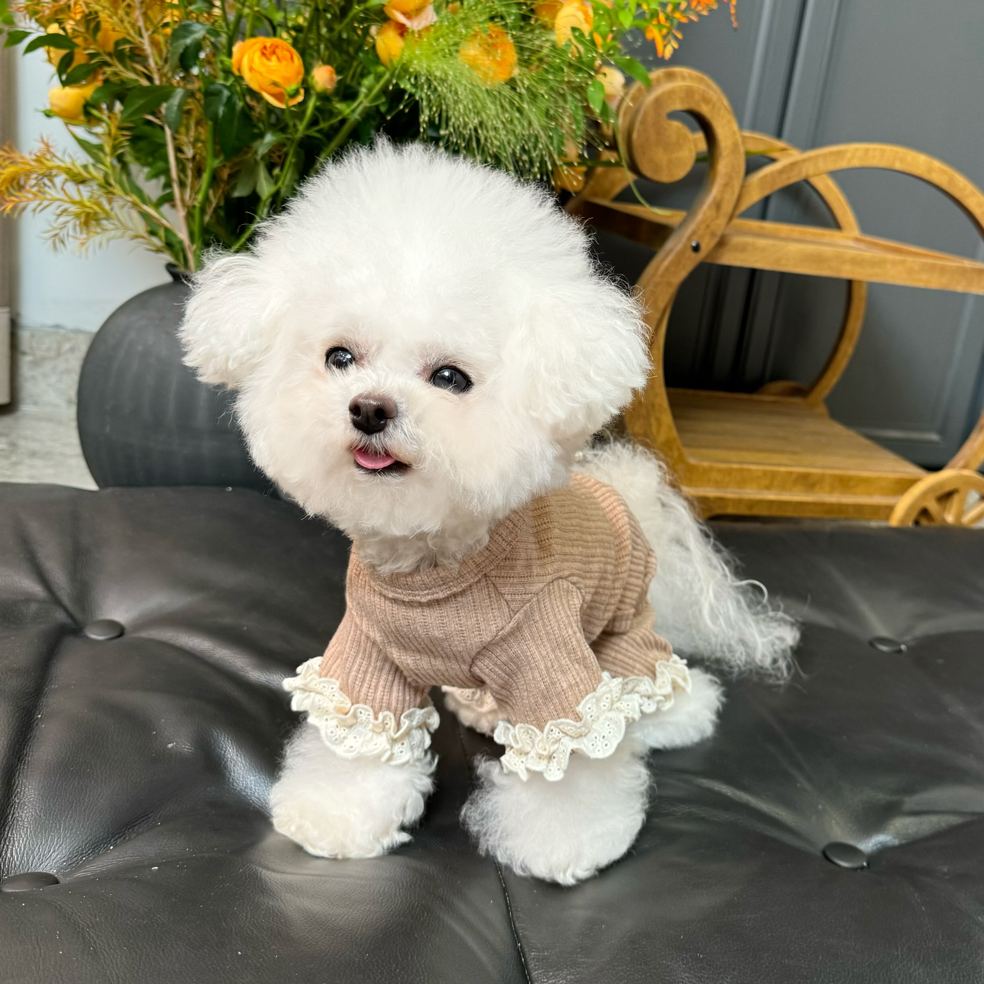 五只小白熊原创宠物衣服秋冬新款弹力蕾丝花边四脚裤狗狗猫咪裤子