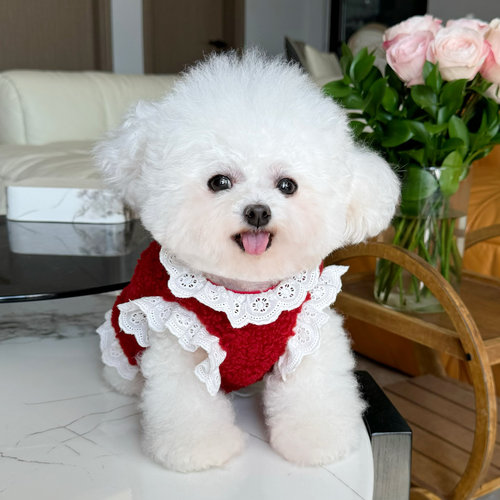 五只小白熊宠物衣服秋冬新款圣诞新年加绒马甲狗狗毛衣过年装外套