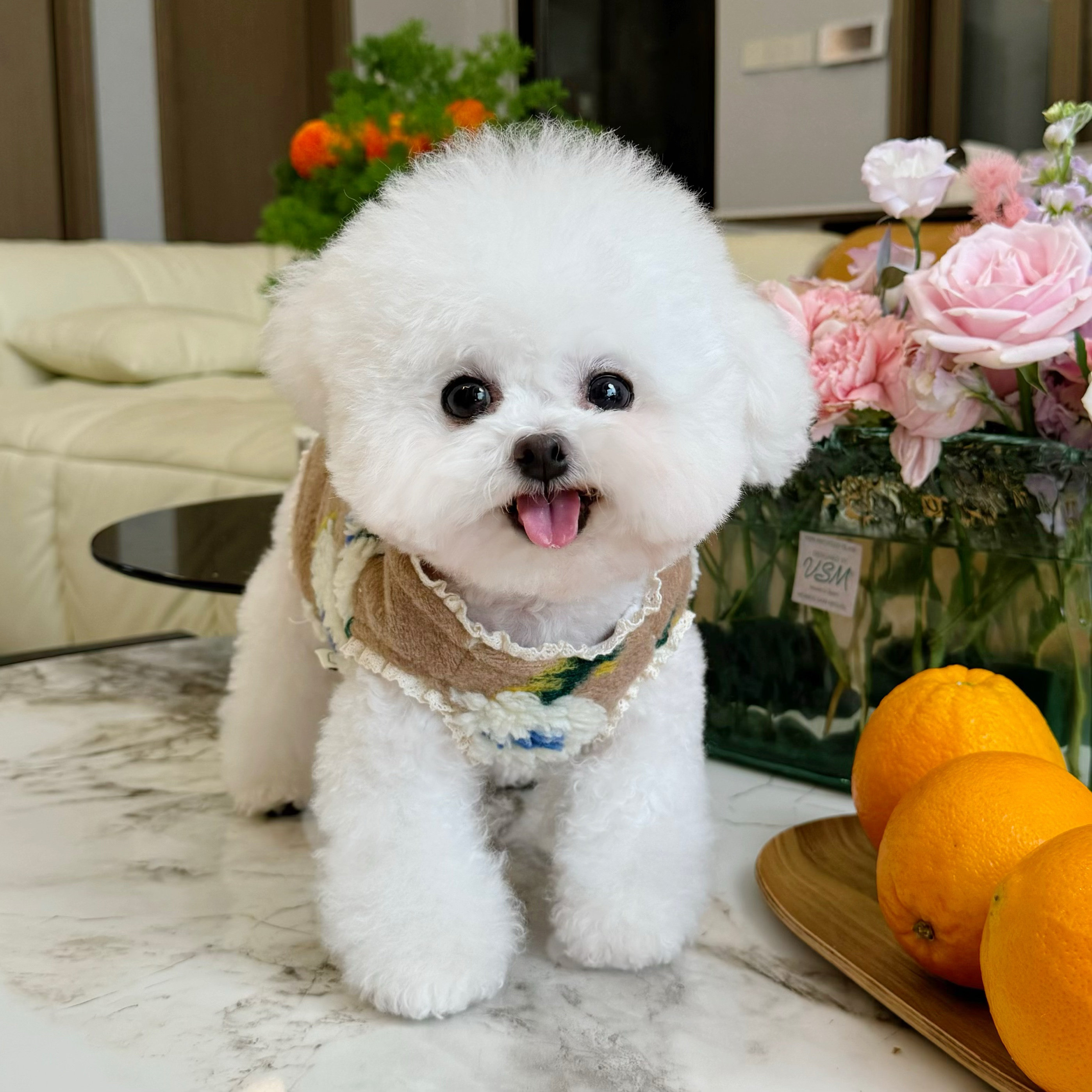 五只小白熊宠物衣服秋冬新款加绒加厚开衫马甲狗狗猫咪牵引扣衣服,宠物/宠物食品及用品,猫宠物服装/雨衣（新）,淘宝优惠券,粉丝福利购,淘宝优惠卷