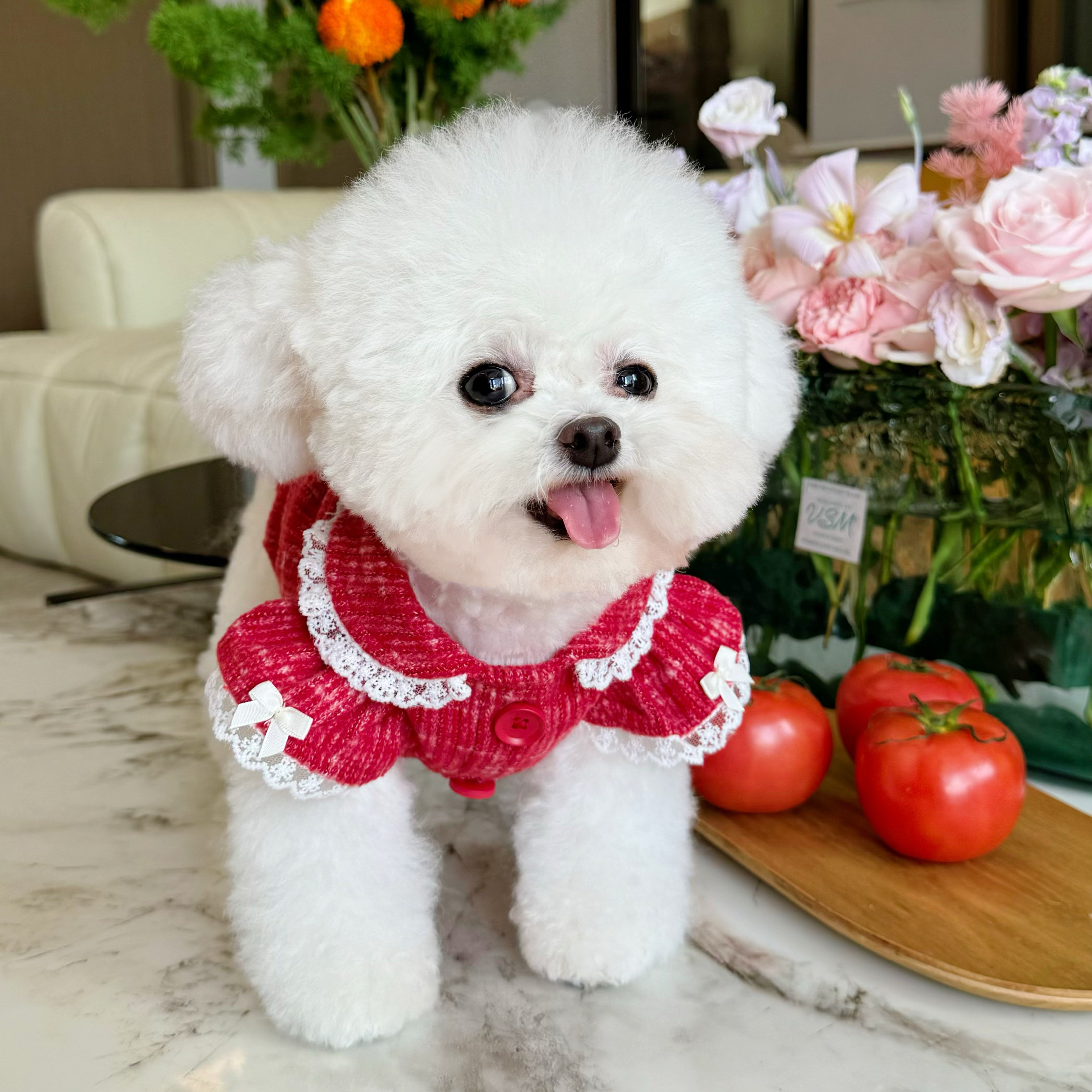 五只小白熊宠物衣服秋冬新款蕾丝边红色毛衣开衫狗狗猫咪针织外套