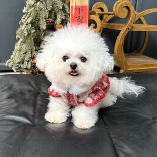 五只小白熊原创宠物衣服秋冬新款飞袖格子裙红色新年狗狗猫咪外套