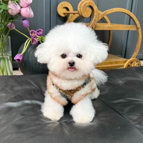 五只小白熊原创宠物衣服秋冬新款费尔岛加绒开衫马甲狗狗猫咪外套