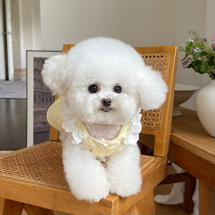 五只小白熊宠物衣服秋冬新款加绒夹棉开衫吊带裙狗狗猫咪牵引衣服