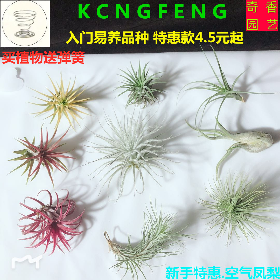 空气凤梨全国包邮新手特惠除甲醛室内客厅盆栽绿植花卉火爆热卖