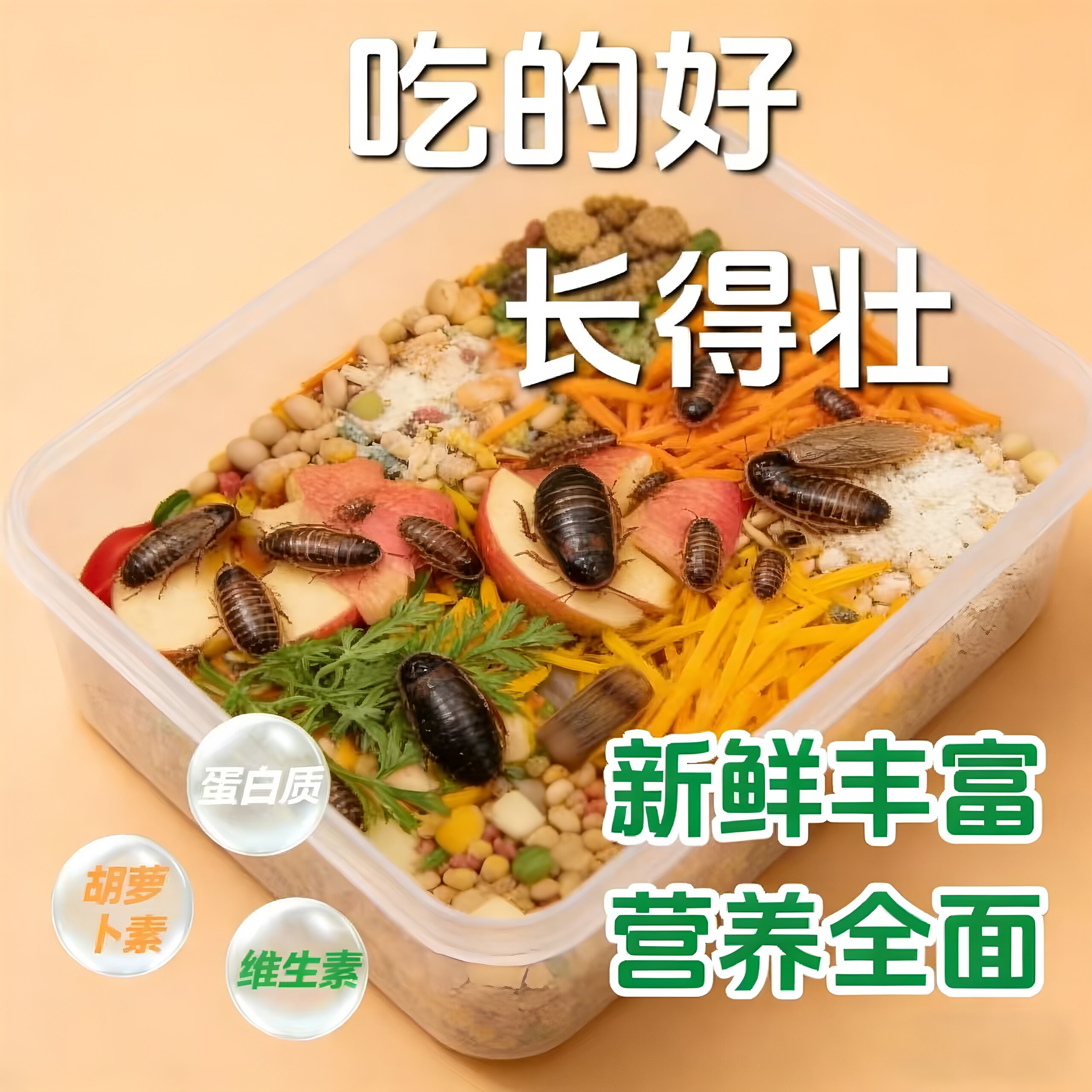 杜比亚蟑螂幼体活虫蜥蜴蜘蛛画眉爬虫/鸣虫食物
