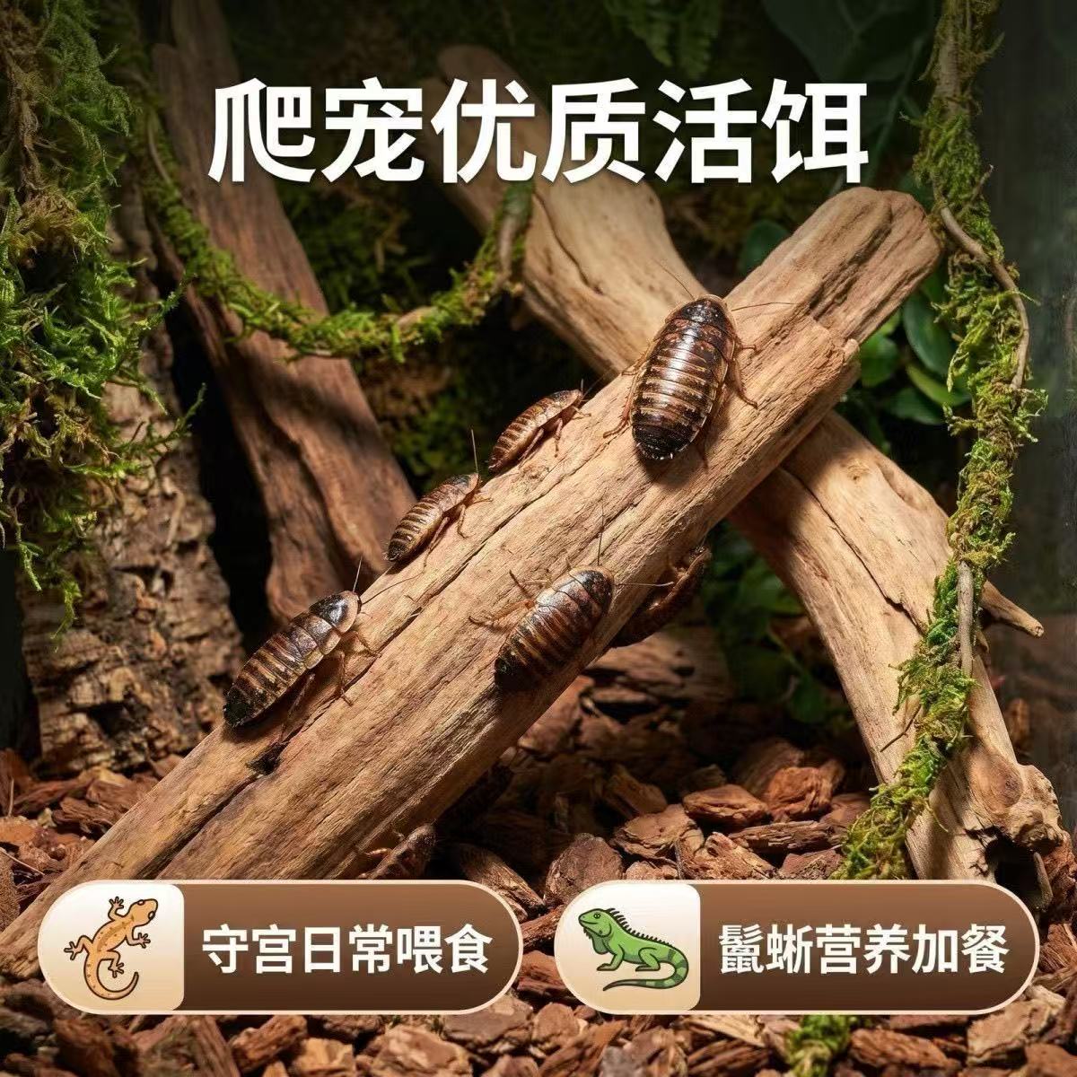 杜比亚蟑螂活虫幼体繁殖组蜥蜴龙爬虫/鸣虫食物