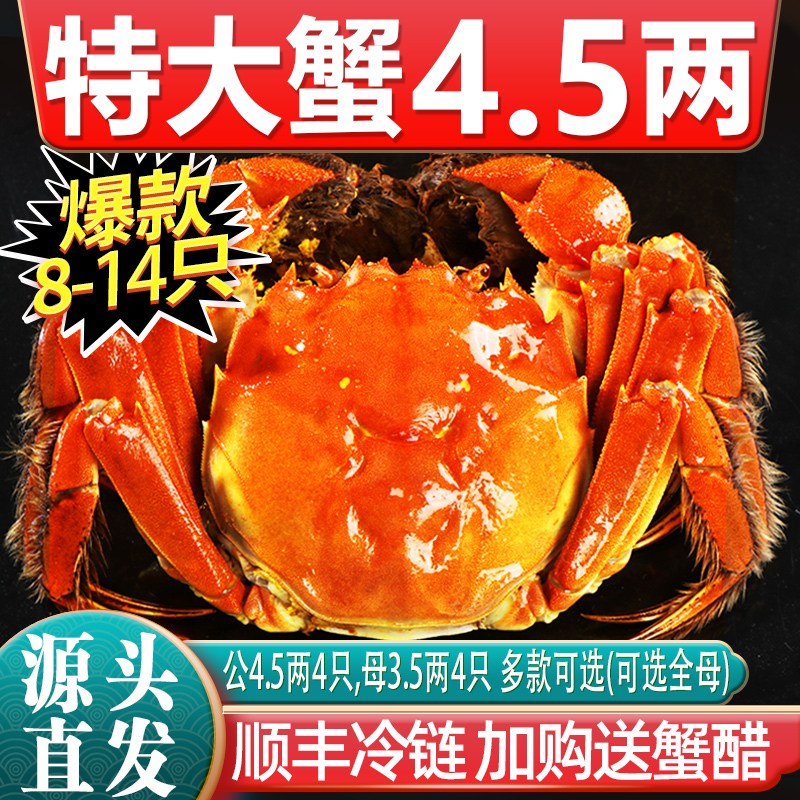 [活蟹]特大10只大闸蟹鲜活现货全母螃蟹官方旗舰阳澄礼盒湖鲜河蟹