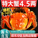 特大10只大闸蟹鲜活现货全母螃蟹官方旗舰阳澄礼盒湖鲜河蟹 活蟹