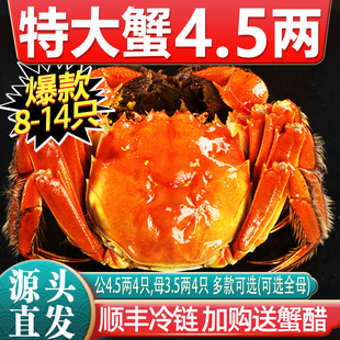 特大10只大闸蟹鲜活现货全母螃蟹官方旗舰阳澄礼盒湖鲜河蟹 活蟹