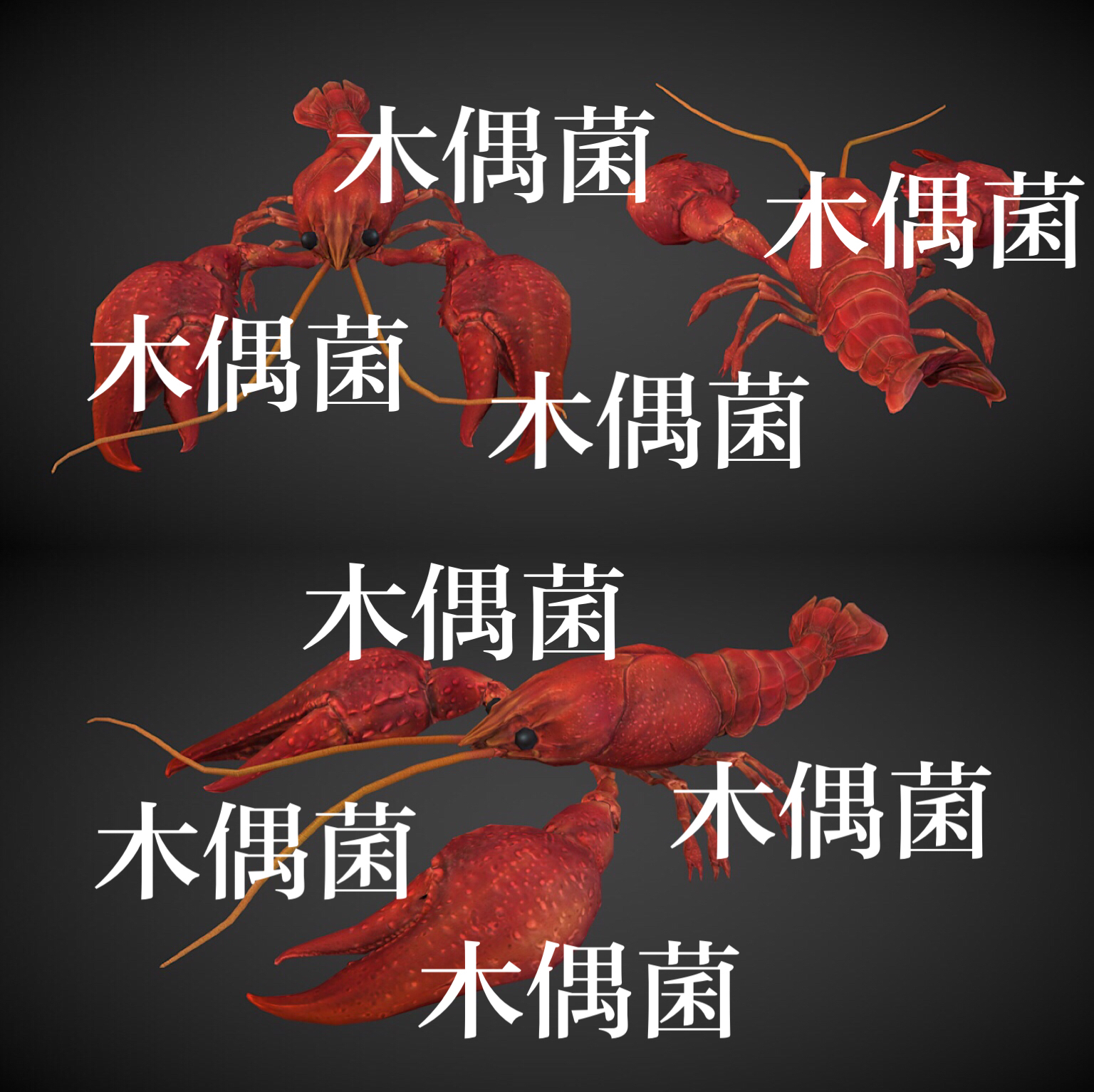 3种颜色c4d fbx格式骨骼绑定带动作小龙虾动物文件非实物C461