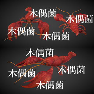 非实物C461 骨骼绑定带动作小龙虾动物文件 3种颜色c4d fbx格式