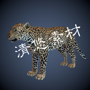 fbx骨骼绑定模型豹子花豹野生动物模型 c4d 非实物863 maya