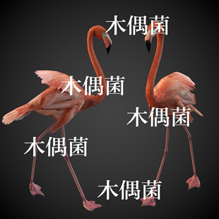 非实物C513 动物火烈鸟骨骼绑定带行走动作文件 c4d fbx格式