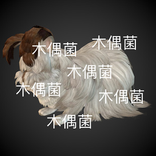 非实物C1000 骨骼绑定动物安哥拉兔子动作文件 c4d fbx格式