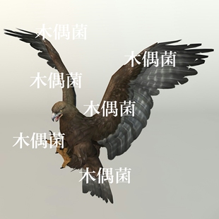 非实物C168 老鹰飞行动物猛禽骨骼绑定带动作文件模型 c4d fbx格式