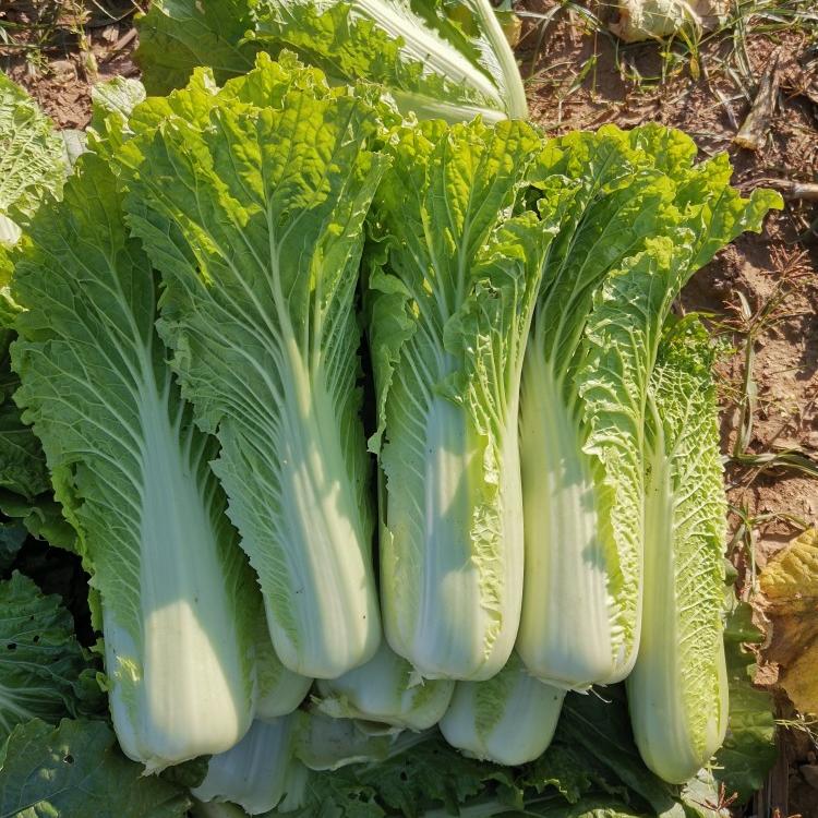 农家新鲜打霜青麻叶大白菜青口白天津绿白菜高杆大白菜当季青菜