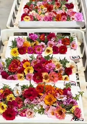 网红籽播太阳花特殊花色大眼睛太阳花混色枝条