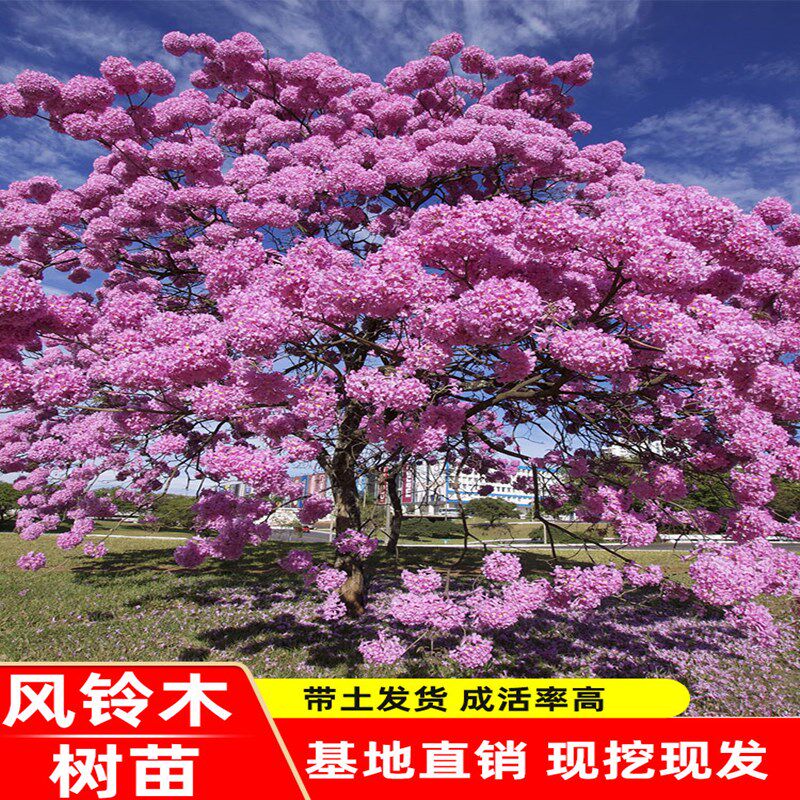 黄花风铃木树苗巴西黄金风铃木红花紫花庭院别墅绿化苗木花卉植物