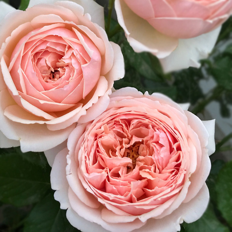 云梯花溪谷 真宙月季浓果香大花苗藤本灌木玫瑰阳台庭院盆栽植物