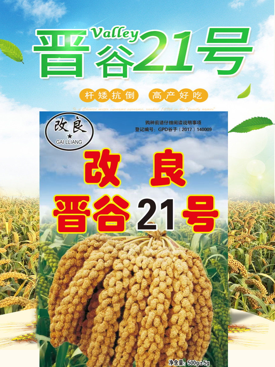 李东谷子种子米油足粘稠度好香糯