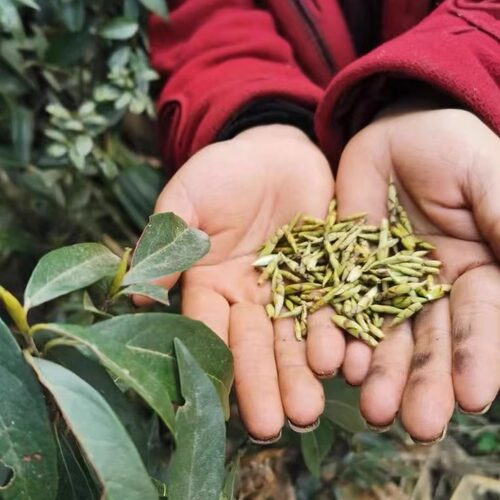 新品白茶头茬老鹰茶野山采摘茶叶青川老阴茶明前头茬新茶嫩芽250g