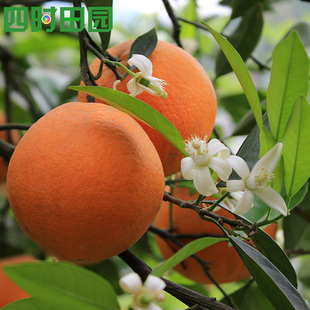 花果同树盆栽地栽伦晚脐橙苗秭归脐橙晚熟橙子树果园风景树