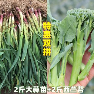 湖北正宗红皮大蒜苗新鲜露天西兰苔打霜应季时令蔬菜西蓝苔青花苔