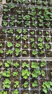 脱毒草莓苗瓶苗直接驯化非扦插子苗阳台挺远楼顶均可种植繁苗生产