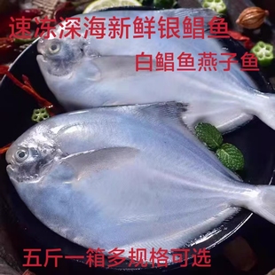 冷冻东海新鲜 银鲳鱼 燕子鱼 白鲳鱼 烧烤食材 五斤一箱可顺丰邮