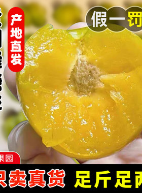 正宗贵州安顺蜂糖李新鲜现摘